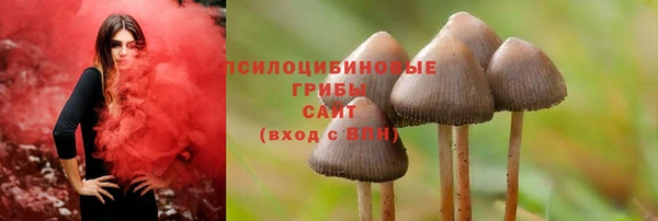 прущие грибы Переславль-Залесский
