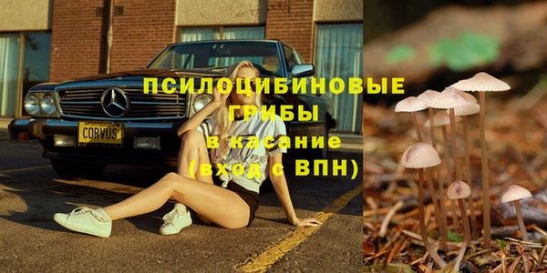 прущие грибы Переславль-Залесский